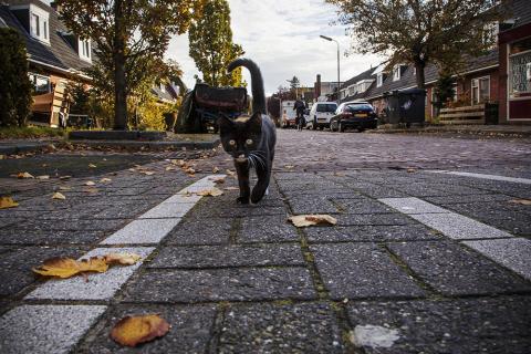 Oud Oost Leeuwarden fotografie  Noorderblik